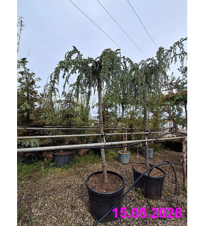 Cedrus atlantica 'Glauca Pendula' C 150 L